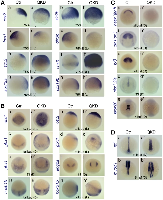 Defects in embryo patterning, early neural development, and C&amp;E movements in the QKD embryos.