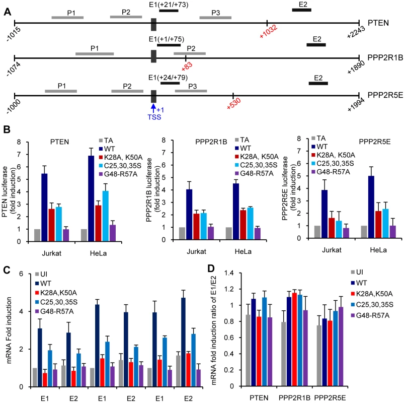 Analysis of transcription initiation and elongation at the PTEN, PP2R1B and PPP2R5E promoters.