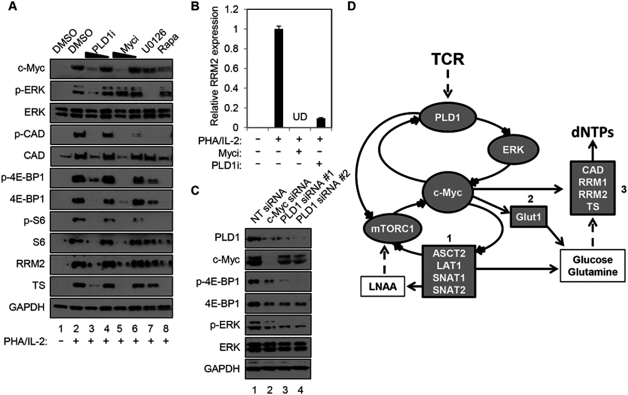 PLD1 inhibition decreases the c-Myc-dependent dNTP biosynthetic transcriptional program.