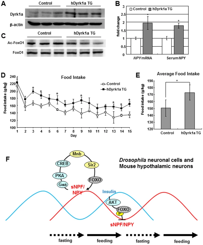<i>hDyrk1a</i> transgenic mice regulate food intake through the FOXO-NPY pathway.