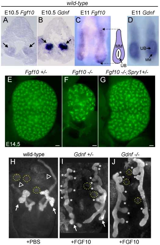 <i>Fgf10</i> expression and function in early ureter and kidney development.
