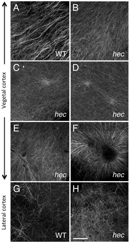 Microtubule reorganization at the vegetal cortex is affected in <i>hecate</i> mutants.