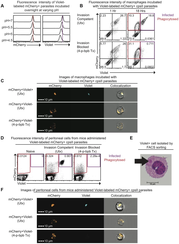 Differences in pH sensitivity of two fluorescent markers can be used to distinguish parasites that have been phagocytosed from those that actively invade host cells.