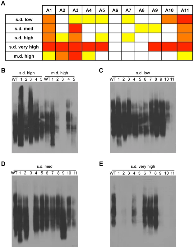 Distinct regions of Rnq1 are important for each [<i>RNQ</i>+] variant.