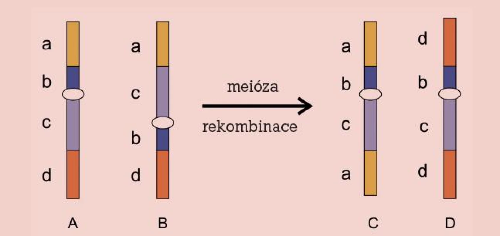 Inverze. Chromozom normální (A), invertovaný (B) a rekombinovaný (C, D).