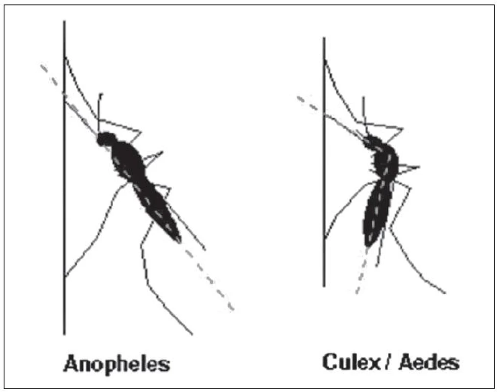 Rozdílné postavení komárů rodu Anopheles a Culex v klidu
Fig. 1. Different positions of the genera Anopheles and Culex at rest