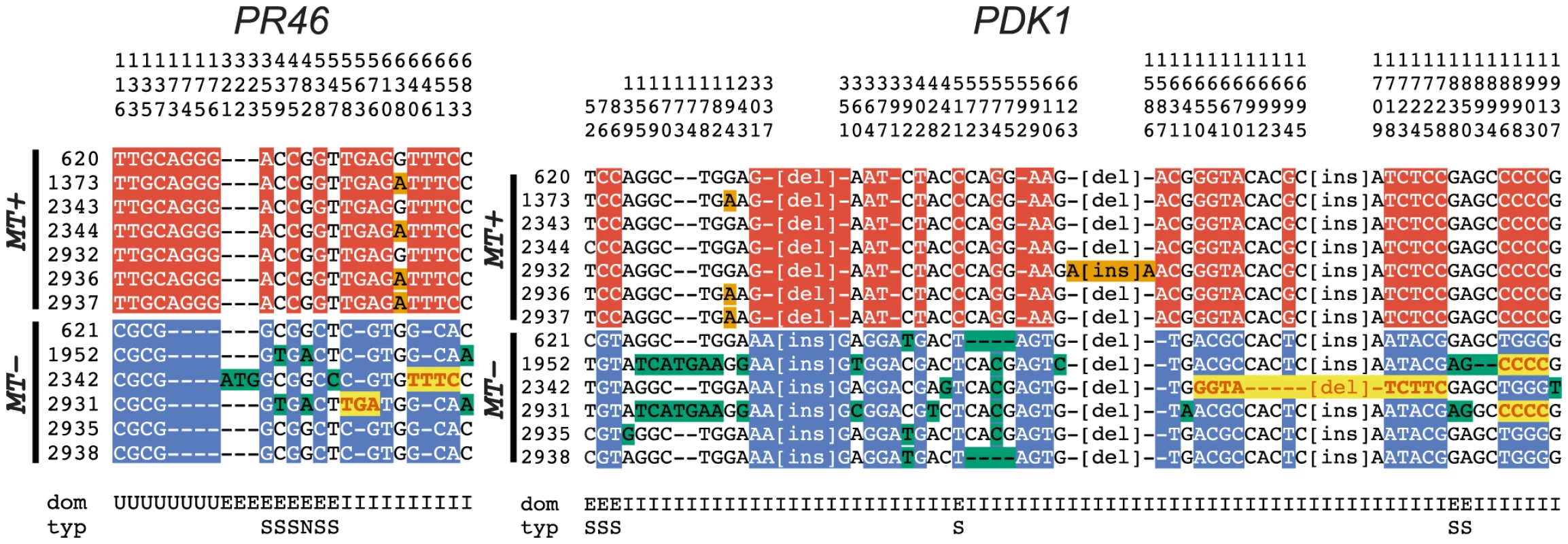 R-domain gene conversion between <i>MT</i>+ and <i>MT−</i> haplotypes.