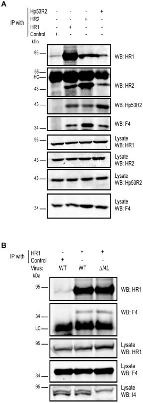 VACV F4 co-immunoprecipitates with endogenous human RR proteins.