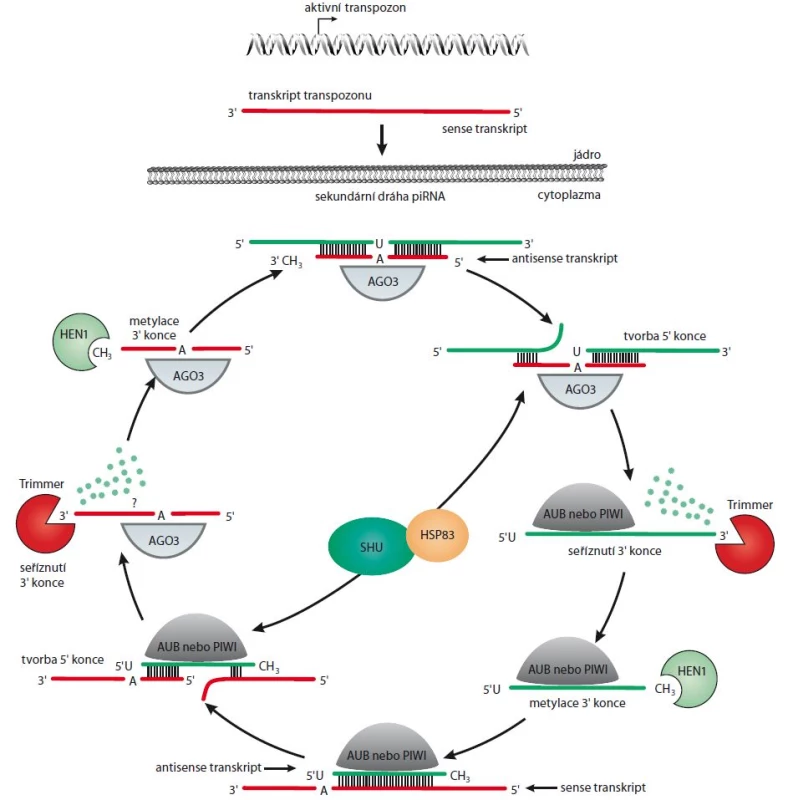 Sekundární dráha biogeneze piRNA (ping-pong cyklus). Upraveno dle [4].