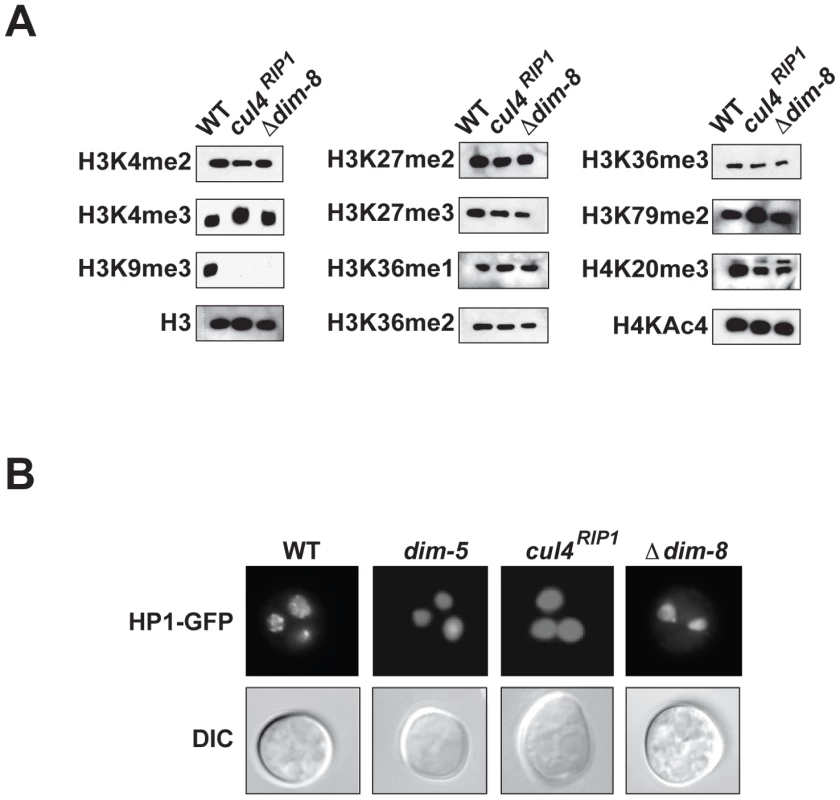 CUL4 and DDB1 are essential for H3K9 methylation.