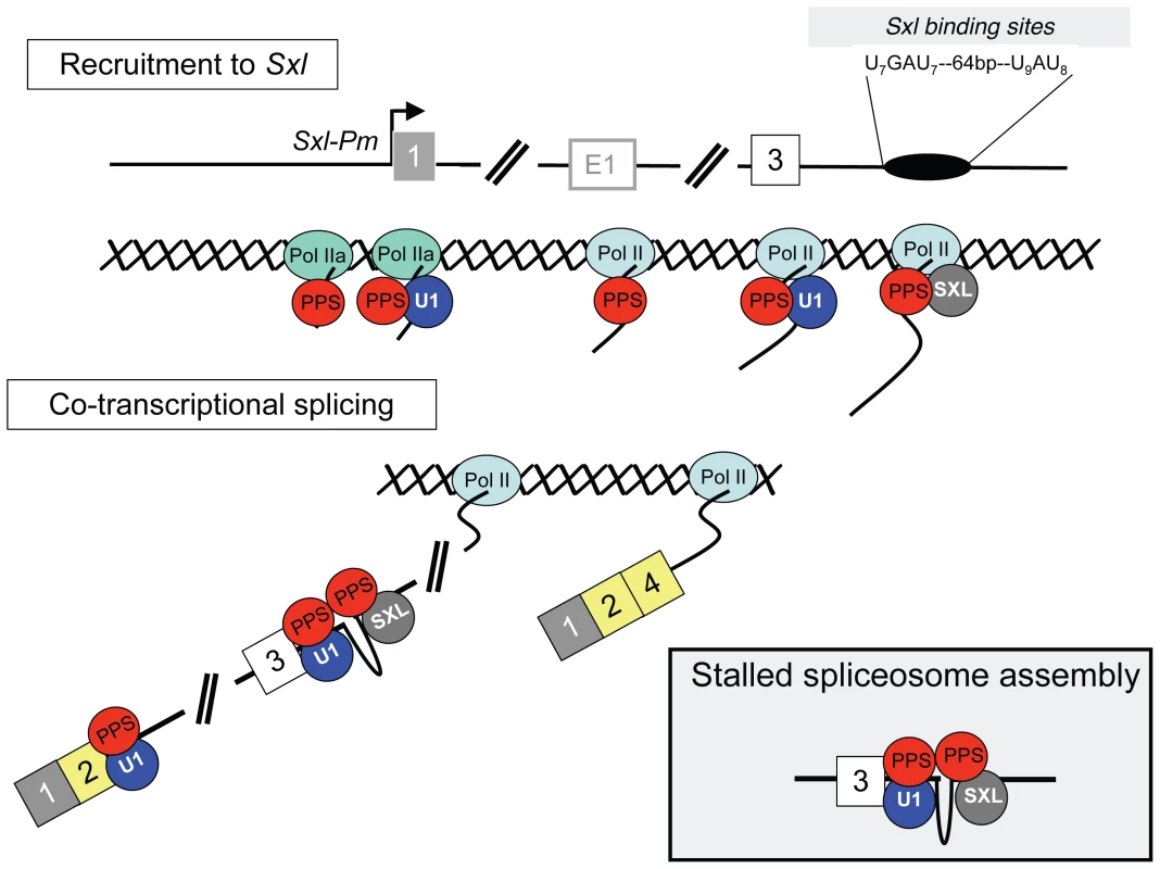 Co-transcriptional model for <i>Sxl</i> splicing autoregulation.