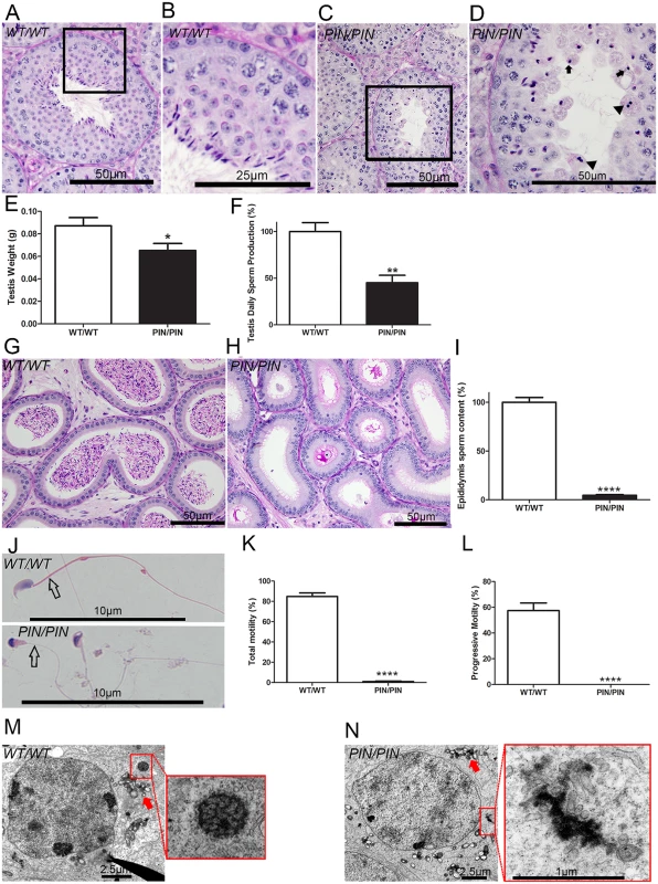 HENMT1 is required for mouse spermatogenesis.