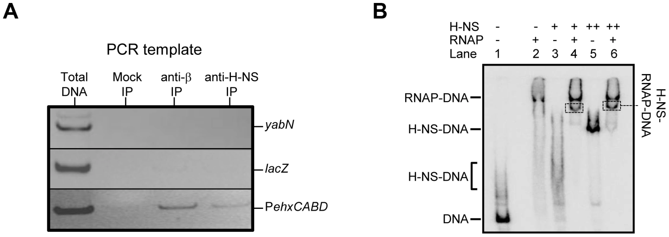 Co-association of RNA polymerase and H-NS with the<i>ehxCABD</i> gene regulatory region.
