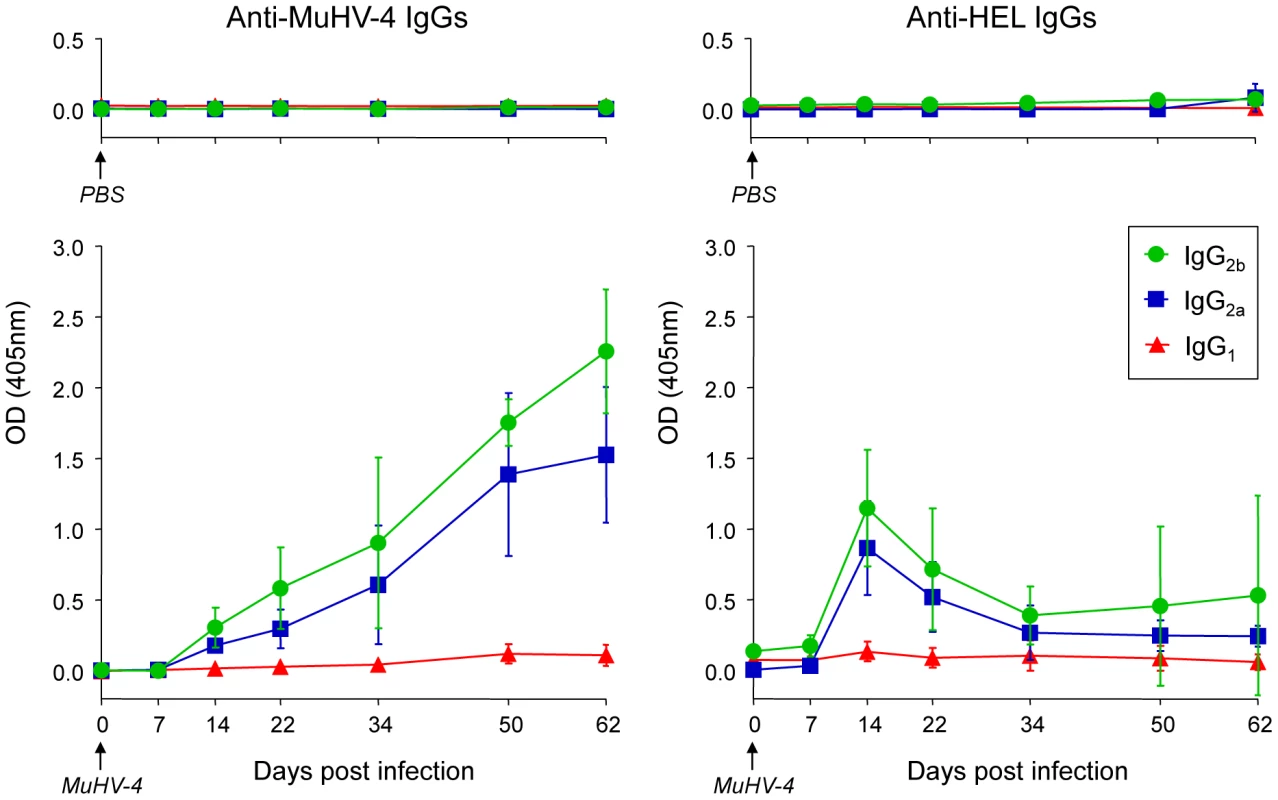 SW<sub>HEL</sub> mice mount a long-lasting anti-MuHV-4 antibody response.