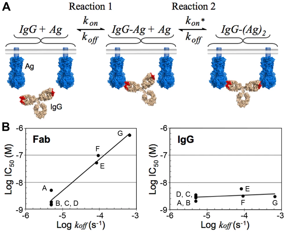 Bivalent binding model and effect of dissociation rate on neutralization in bivalent and monovalent binding.
