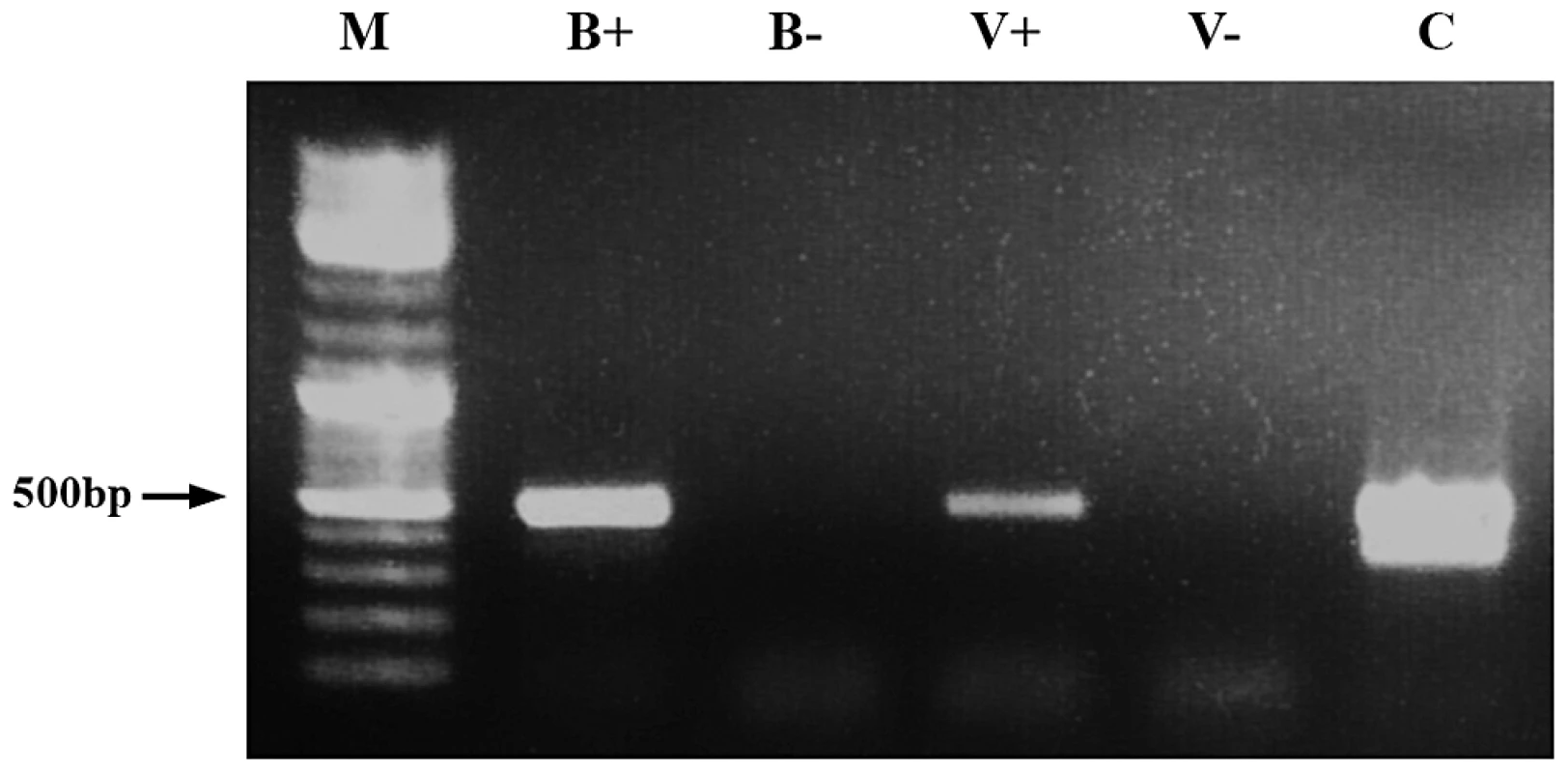 Demonstration of dsRNA transmission from adult bee to <i>Varroa</i>.