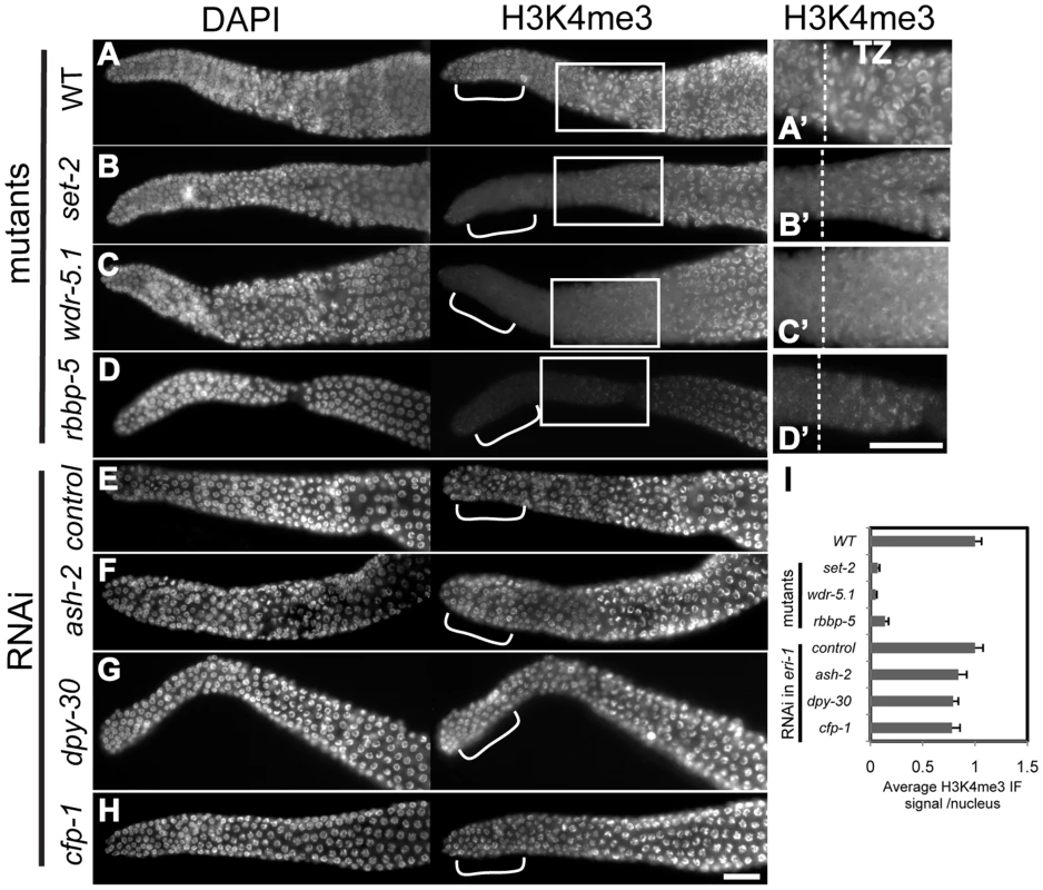 H3K4me3 in adult GSCs is regulated by a subset of Set1/MLL complex components.