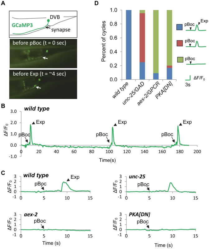 PKA is necessary for calcium influx in DVB neurons.