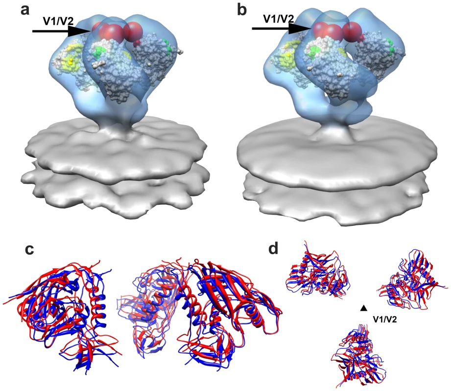 Molecular architecture of trimeric SIV Env.