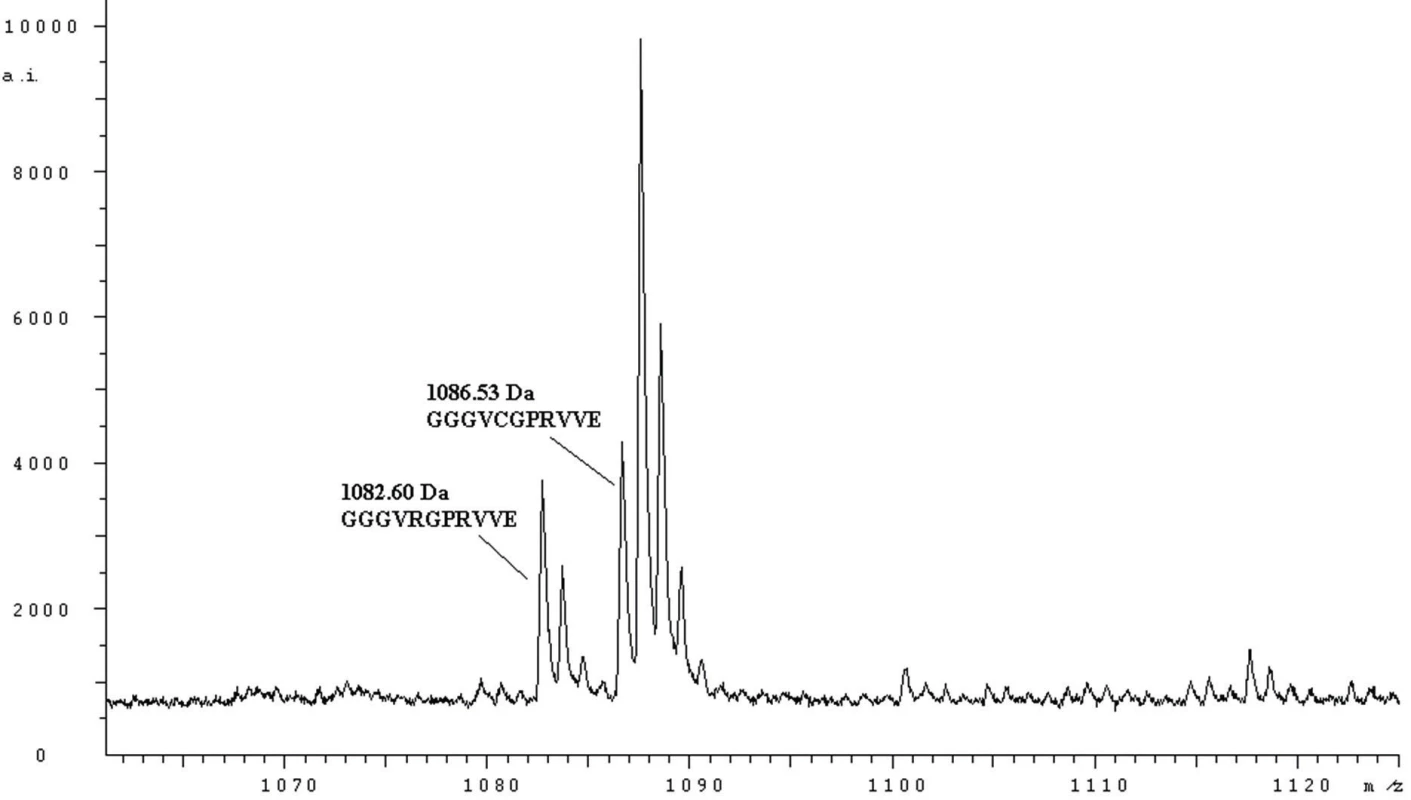 MH<sup>+</sup> spektrum peptidů fibrinogenu Nový Jičín (štěpeno endopeptidasou Glu-C) odpovídající sekvenci Aα 12 – 22