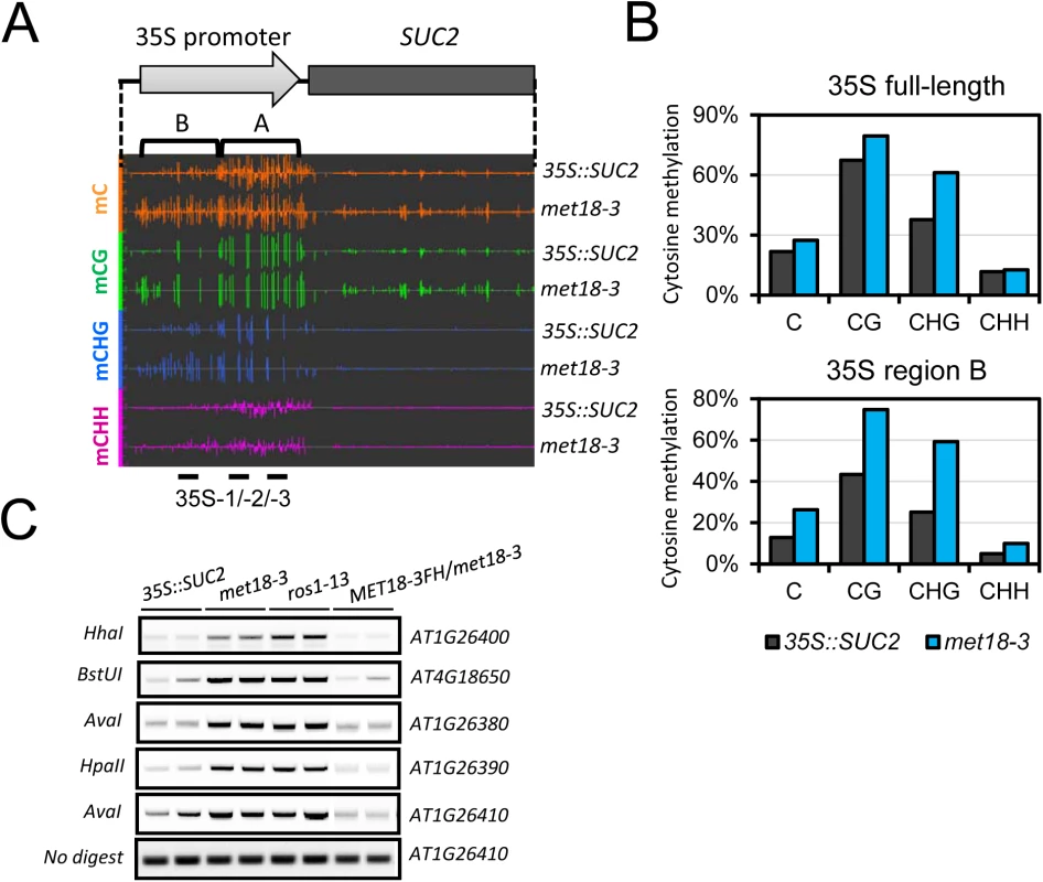 Epigenetic modification changes of the <i>35S</i>::<i>SUC2 transgene</i> promoter in <i>met18-3</i> mutant.
