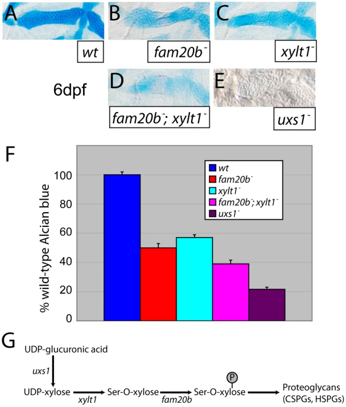 Reduction of Alcian blue staining in <i>fam20b</i> and <i>xylt1</i> mutants is less severe than in <i>uxs1</i> mutants.