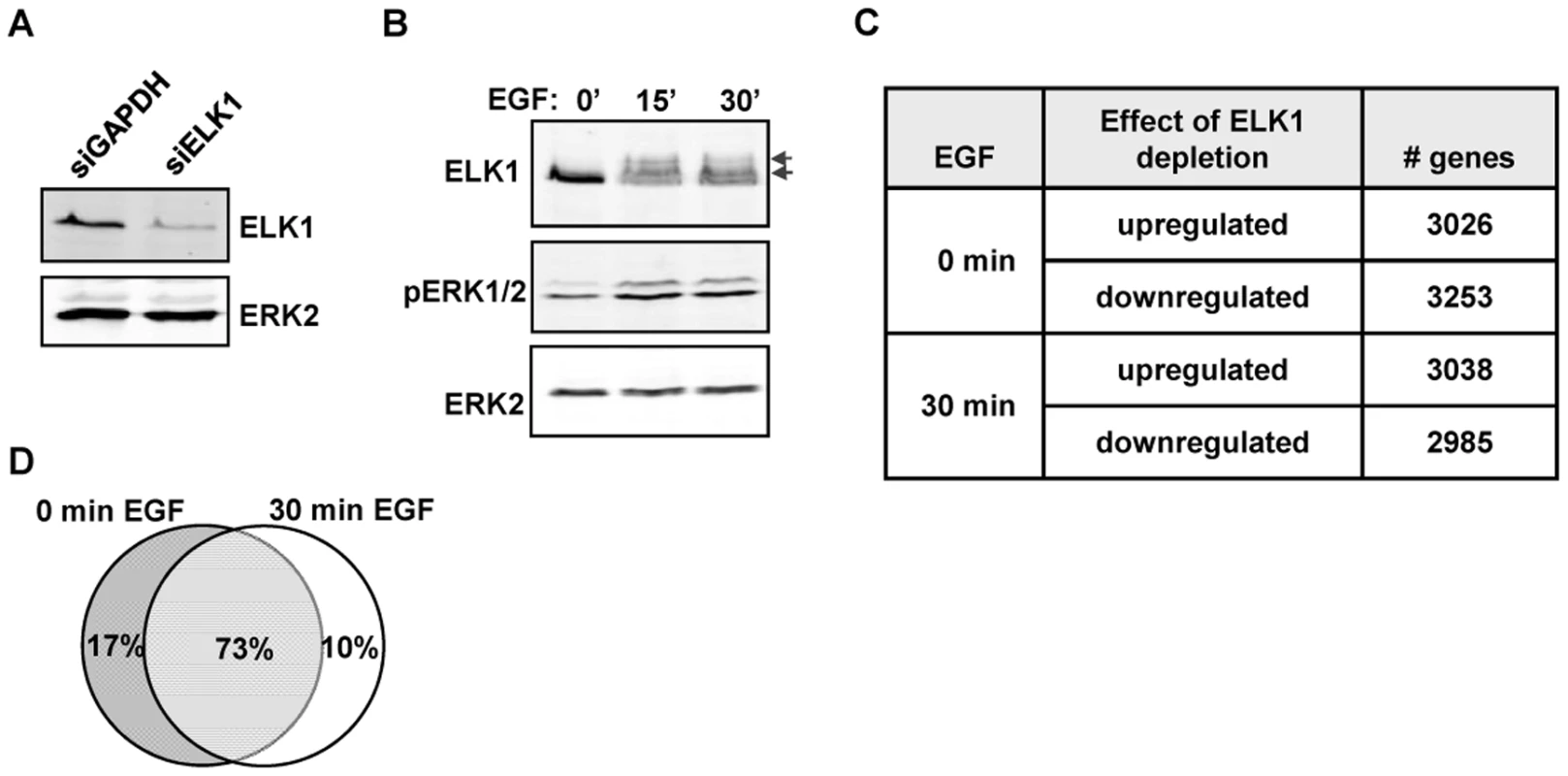 Depletion of ELK1 affects gene expression.