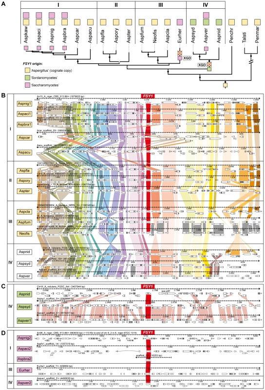 Gene content and organization in <i>FSY1</i> genomic region in the Eurotiales.