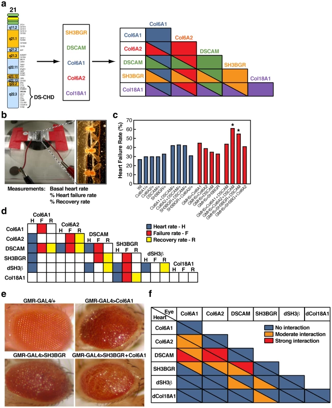 Survey of heart defects caused by over-expression of CHD candidate genes in the fly.