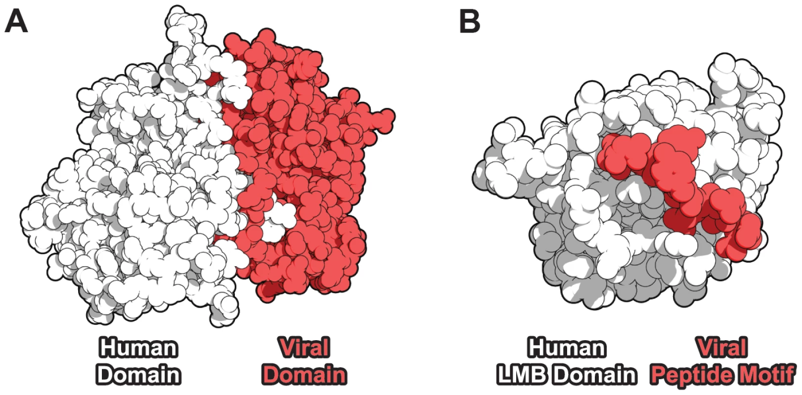 Domain-centric mechanisms of host-virus protein-protein interaction.