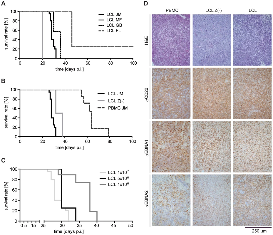 Induction of human PTLD-like tumors in immunodeficient mice.