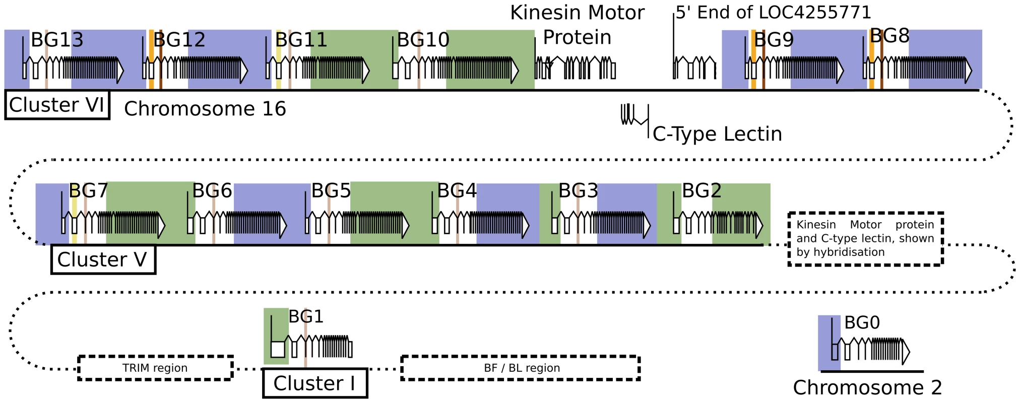 The presence of hybrid BG genes in the B12 haplotype shows no obvious pattern, consistent with a random process of recombination in the centre of the genes.