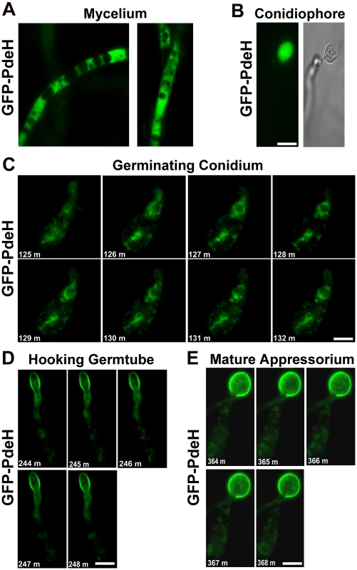 Localization and dynamic nature of the PRO<i><sub>Mpg1</sub></i>-GFP-PdeH during various stages of development in <i>M. oryzae</i>.