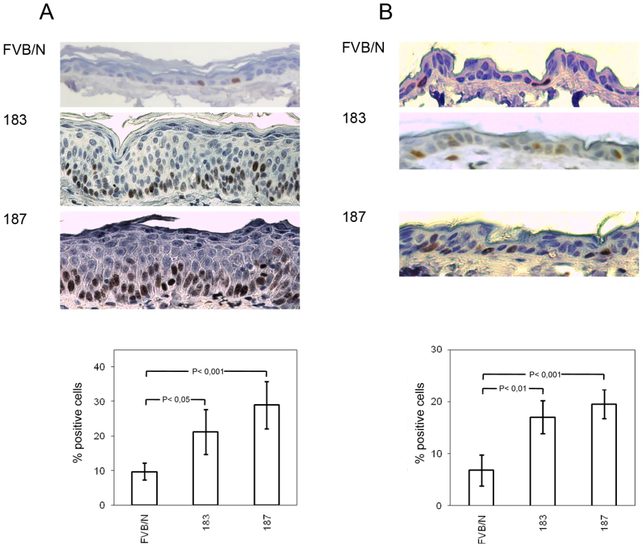 Analysis of cellular proliferation in the ear and dorsal skin of wild-type and transgenic mice.