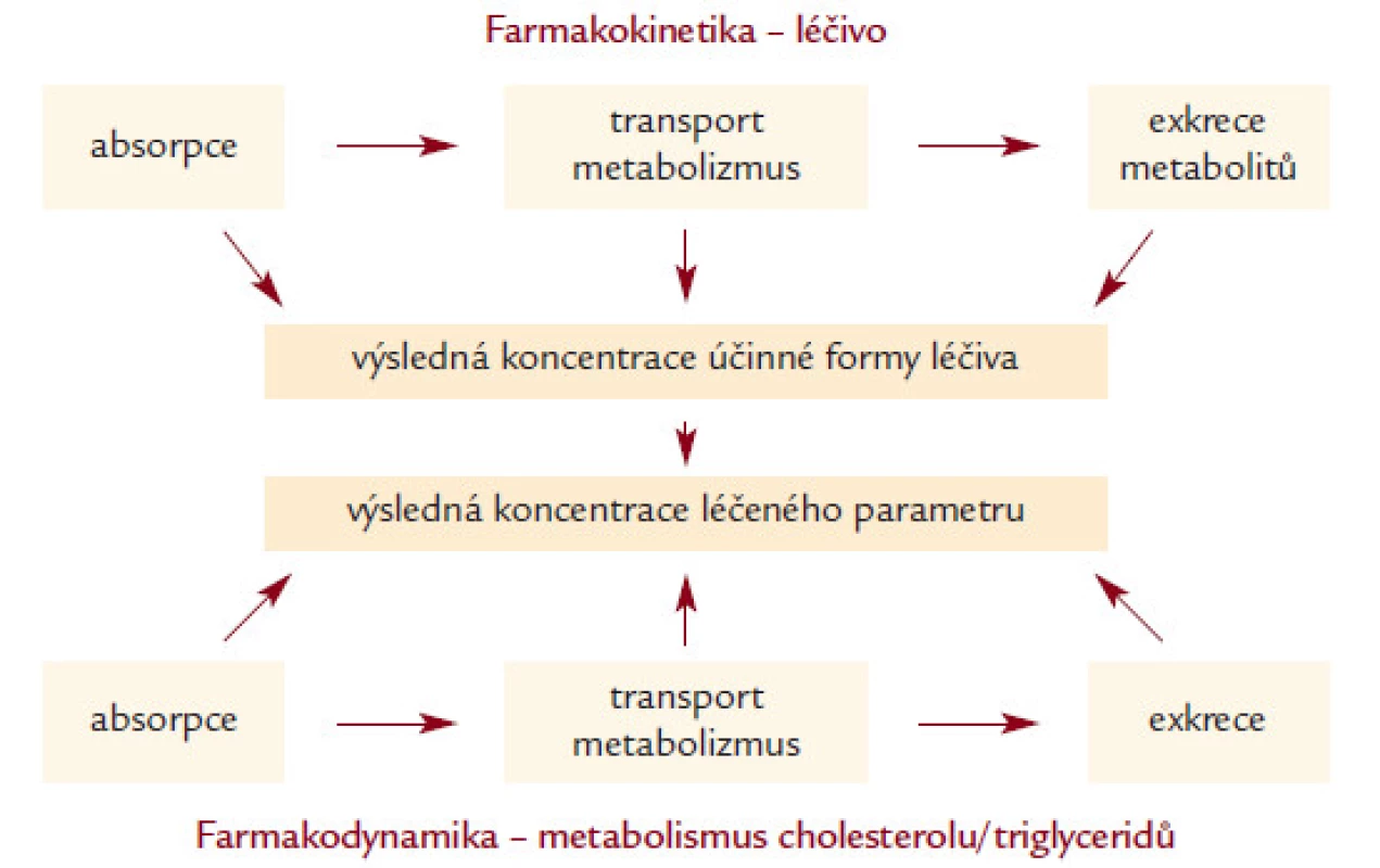 Schematické znázornění farmakokinetiky a farmakodynamiky hypolipidemické léčby. Genetické varianty mohou ovlivnit všechny jednotlivé kroky.