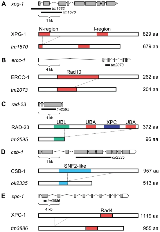 Representations of wild-type and mutant <i>C. elegans</i> XPG-1, ERCC-1, RAD-23, CSB-1, and XPC-1.