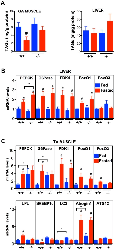 Effect of <i>Vapb</i> ablation on fasting/refeeding energy metabolism in mice.