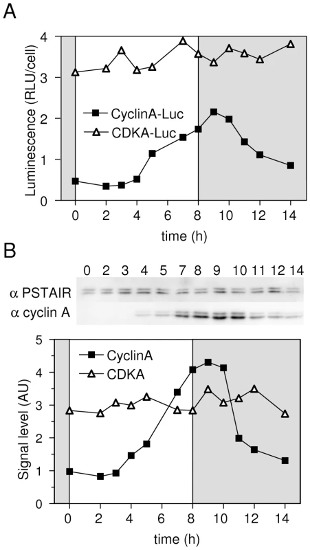 Validation of luciferase translational reporters to estimate CyclinA and CDKA levels in protein extracts.