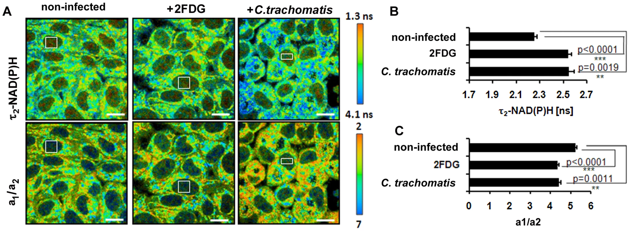 Cellular starvation in <i>C. trachomatis</i>-infected cells.