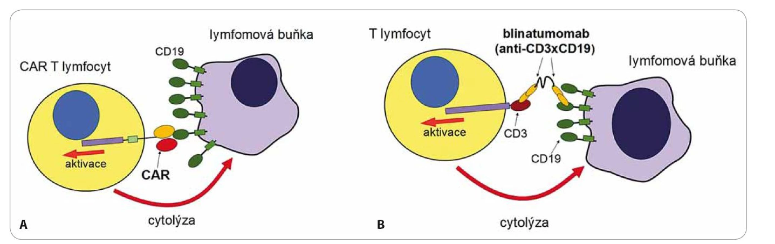 Protinádorové působení CAR T lymfocytů (A) a blinatumomabu (B).