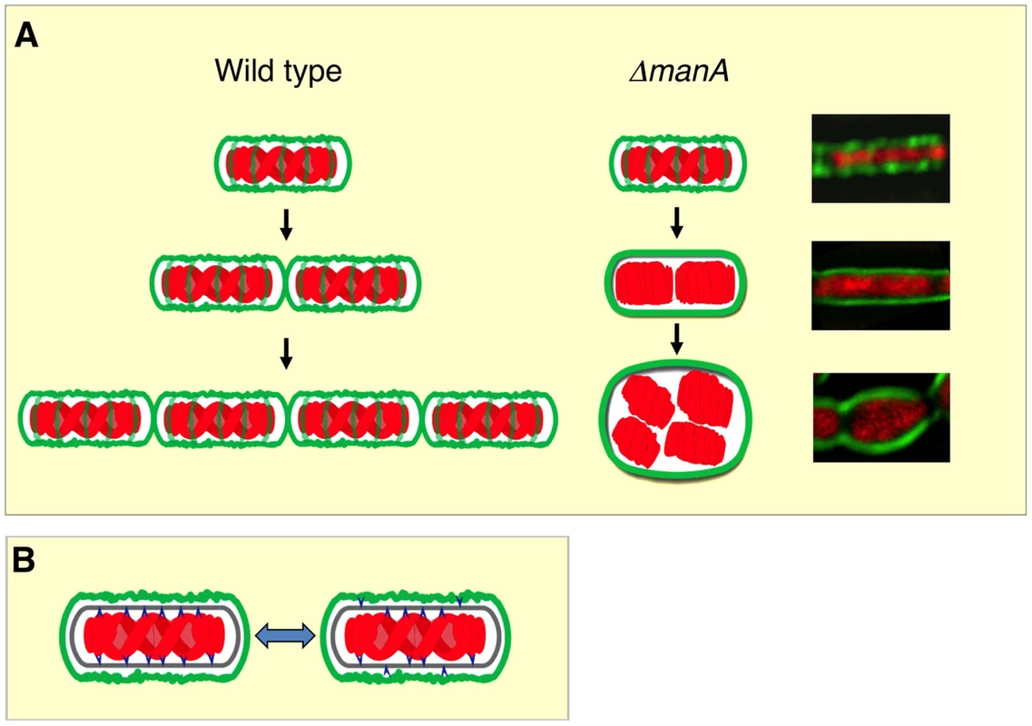 Linking cell wall integrity and chromosome morphology.