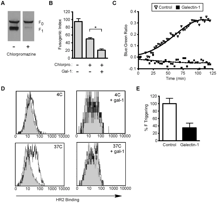 Galectin-1 inhibits function of mature NiV-F.