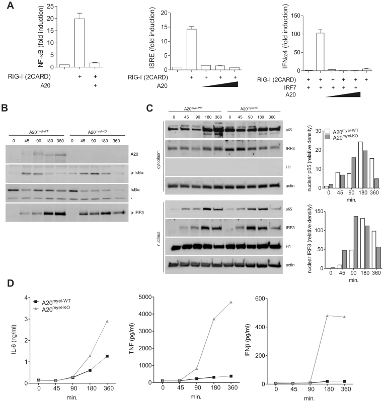 A20 inhibits NF-κB and IRF3 activation in response to RIG-I stimulation.