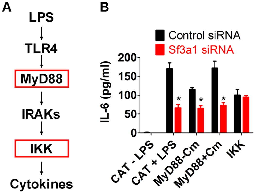SF3A1 exerts its effects on innate immunity downstream of MyD88 and upstream of IKK.