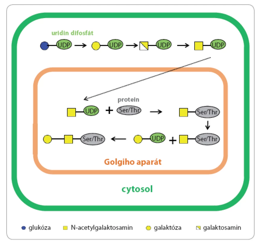 Biosyntéza O-glykanů.
