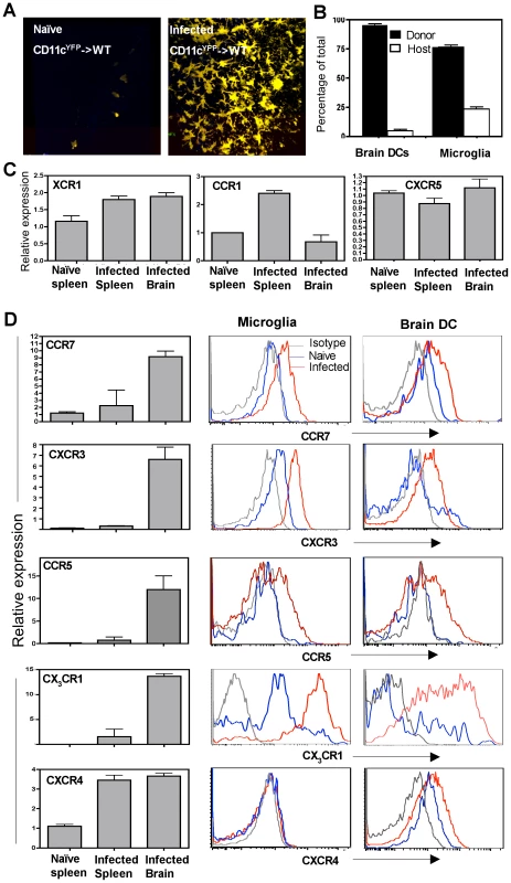 CNS resident CD11c<sup>+</sup> cells express a distinct chemokine receptor expression profile.