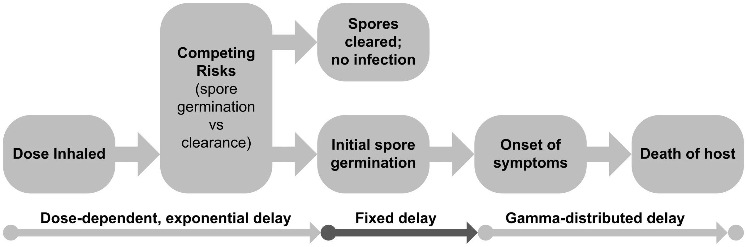 Schematic of the determination of infection and the infection timeline for anthrax.