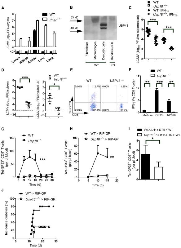 Expression of <i>Usp18</i> in dendritic cells guarantees early viral replication and onset of autoimmune diabetes.