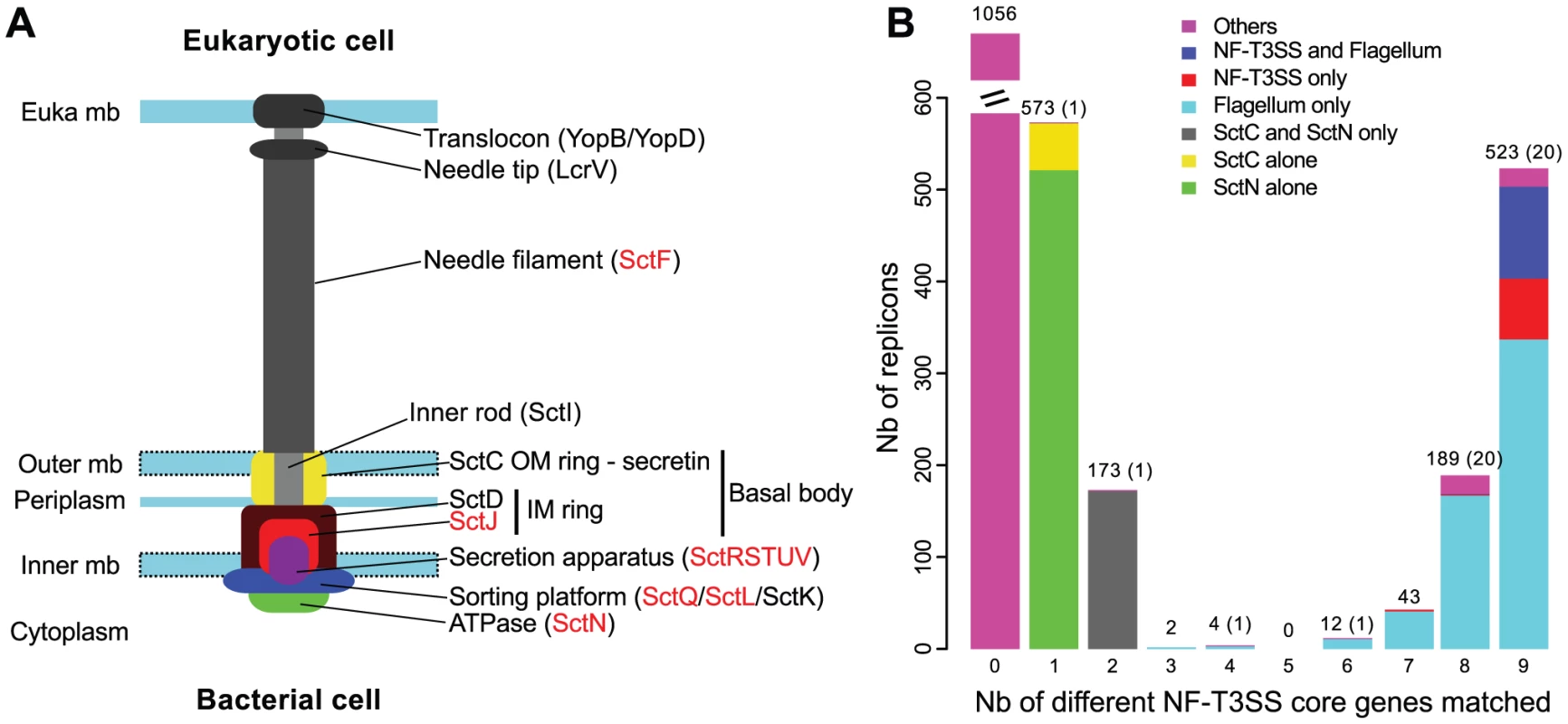 Identification of T3SS core genes in complete genomes.