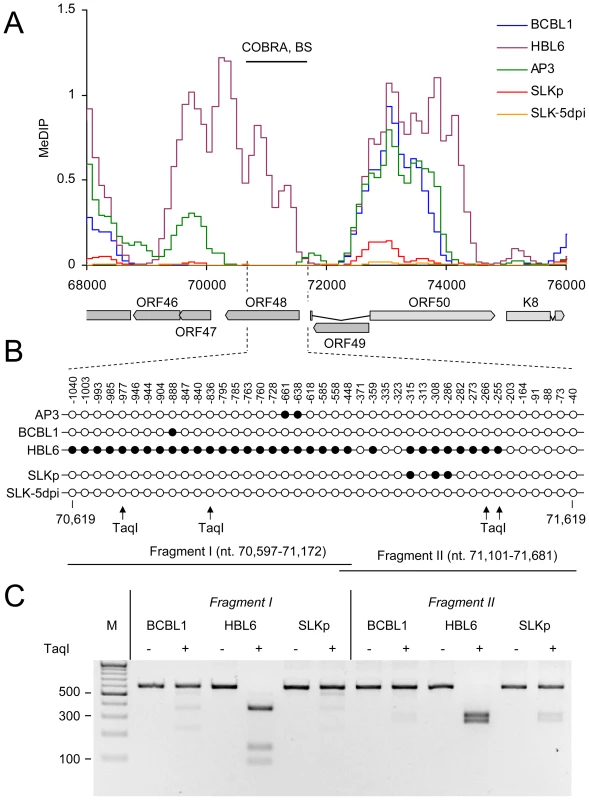 DNA Methylation at the ORF50 promoter.